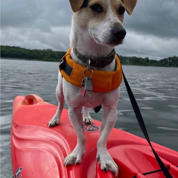 Ruffwear Dog Float Coat Life Jacket - Size XXS - Picture 14 of 14